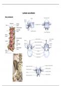 Anatomie van de lumbale wervelkolom