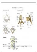 Anatomie van de thoracale en cervicale wervelkolom
