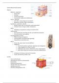 Samenvatting dierenartsassistente anatomie huid