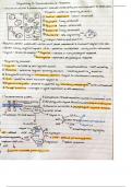 Cell signalling 