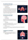 anatomie en fysiologie het ademhalingsstelsel