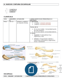 cintura escapular - Apuntes de Anatomía