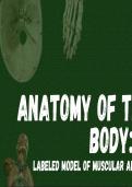 Anatomy of the Human Body: Labeled Model of Muscles and Skeleton