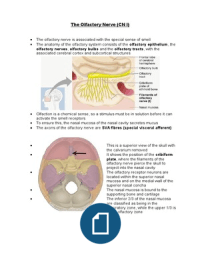 The Olfactory Nerve (CN I)