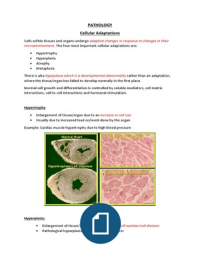 Cellular Adaptations