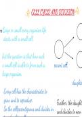 Mitosis class notes detailed