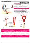 Todo lo que necesitas saber sobre malformaciones uterinas en ginecologia