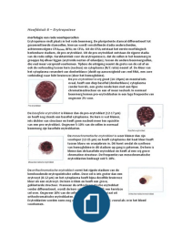 HEMATOLOGIE - hoofdstuk 6: erytropoïese