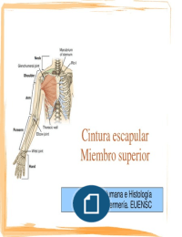 1º Enfermería; Anatomía l. Temas 8 y 9. Miembro superior parte 2