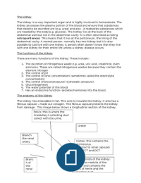 The kidney