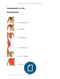Anatomie spieren, Cluster Bewegingsapparaat, Geneeskunde jaar 3, Maastricht University
