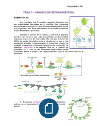 Tema 7 - Orgánulos citoplasmáticos (Citología e Histología)