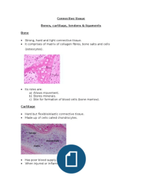 Connective tissue