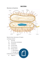 Bacteria