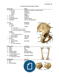 Kinesiologie Theorie 2B - Semester 2