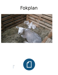 Fokplan schaap