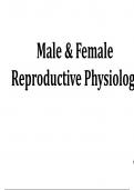 Male & Female Reproductive Physiology  Physiologic Anatomy of the Male Sexual Organs