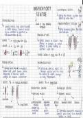 Summary -  Respiratory System