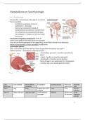 Samenvatting -  Metabolisme en Spierfysiologie (TLSC-FYSMES4V-14_4_V)