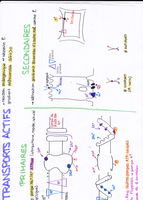 Transport actif au niveau des membranes