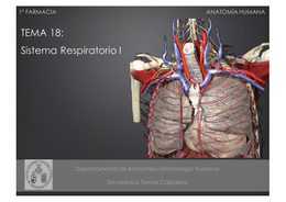 Sistema respiratorio 1