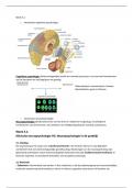 Samenvatting Klinische neuropsychologie -  Cognitieve en Neuropsychologie (L.20999)