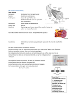 Samenvatting Medisch Biologisch blok 1 (totaal)