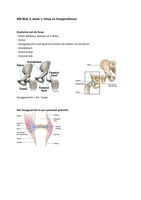 Hoorcollege blok 3, week 1: Heup en heupprotheses