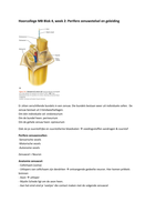 Hoorcollege blok 4, week 2: Perifere zenuwen en geleidingen