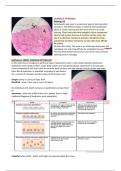 Notes about some histology slides viewed in class, with photos of them under the microscope.