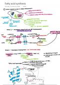 Lipid metabolism