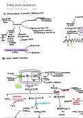 Fatty acid oxidation