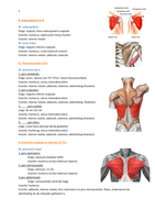 Muscles and nerves Blok4 VIVO / 1.4