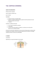 ANATOMÍA: Corteza Cerebral