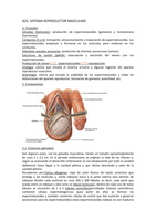 ANATOMÍA: Aparato reproductor masculino