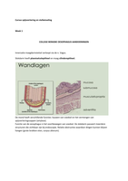 Spijsvertering en Stofwisseling college aantekeningen week 1, 2 en 3