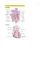 Uitgebreide leerdoelen keuzecursus cardiovasculaire aandoeningen 