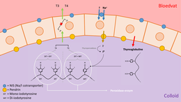 Schematisch overzicht werking schildklier