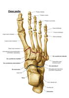 Jaar 1, periode 1: Anatomie van de botten (Sobotta)