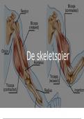 FA-BA106 presentatie skeletspier