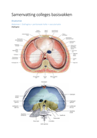 Cluster abdomen: Samenvatting colleges basisvakken 