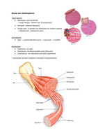 Samenvatting van anatomie en fysiologie