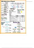 Detailed Study Guide on DNA Mutation & Repair for Biochemistry 