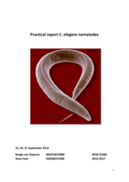 Practical Report C.Elegans