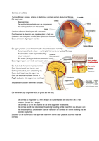 Oculaire Anatomie Cornea en Sclera