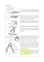 Cariologie: samenvatting H1 tot H5