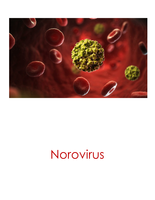 Norovirus