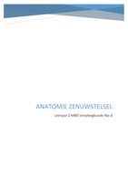 Anatomie zenuwstelsel