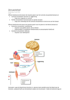zenuwstelsel