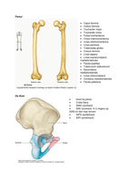 Botten anatomie in vivo blok 3